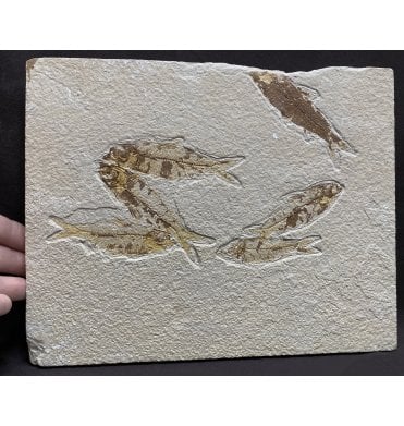 Eocene Period Fossil Fish Cluster from Wyoming, USA (SKU V4194):- Knightia eocaena