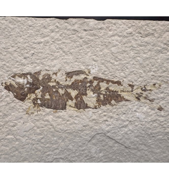 Eocene Period Fossil Fish from Wyoming, USA (SKU V7777):- Knightia eocaena
