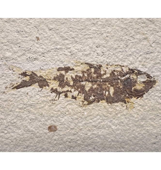 Eocene Period Fossil Fish from Wyoming, USA (SKU V7778):- Knightia eocaena