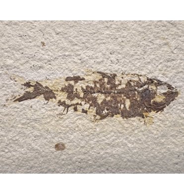 Eocene Period Fossil Fish from Wyoming, USA (SKU V7778):- Knightia eocaena