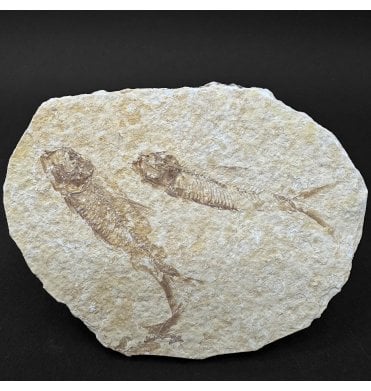 Eocene Period Fossil Fish from Wyoming, USA (SKU V9103):- Knightia eocaena