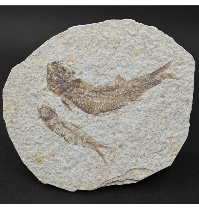 Eocene Period Fossil Fish from Wyoming, USA (SKU V9105):- Knightia eocaena