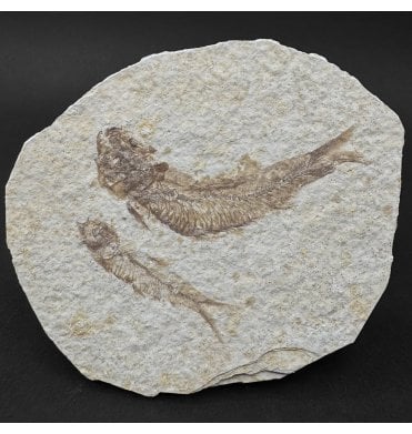 Eocene Period Fossil Fish from Wyoming, USA (SKU V9105):- Knightia eocaena