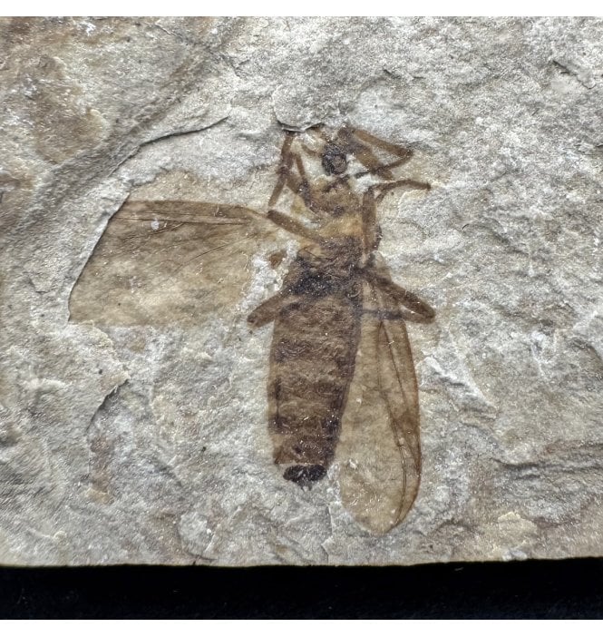 Fossils For Sale | Fossils-UK.com | Eocene Period Fossil Insect (March ...