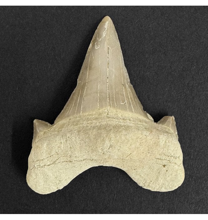 Eocene Shark Tooth from Morocco (SKU G2):- Otodus obliquus