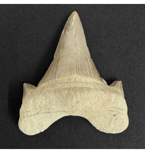 Eocene Shark Tooth from Morocco (SKU G2):- Otodus obliquus