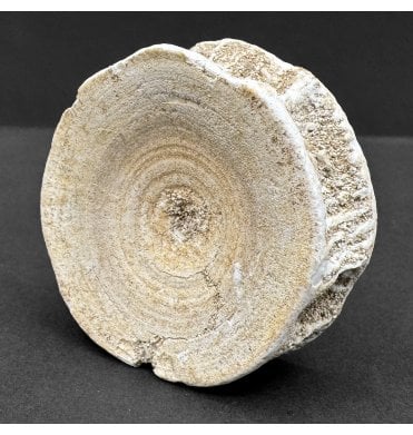 Eocene Shark Vertebra from Morocco (SKU V8097):- Otodus obliquus