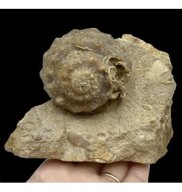 Ex. Hawes Collection, British Bajocian, Middle Jurassic Gastropod from Burton Bradstock, Dorset, England (SKU OF2723):- Pleurotomaria cf. tuberculata