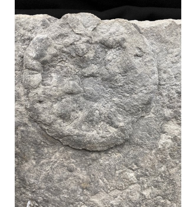 Ex. RDAS Collection Large Rare Ediacaran Early Life Fossil from the Ediacaran Biota of the White Sea, Russia, 600 Million Years Old (SKU OF1436):- Eoporpita medusa