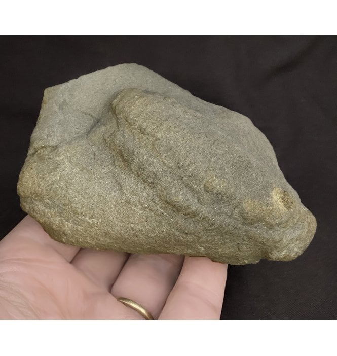 Ex. RDAS Collection Rare British Upper Carboniferous Arthropod Resting Trace (Rusophychus?) from Wigan, Lancashire, England (SKU OF1725):- horseshoe crab resting trace?
