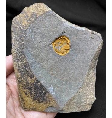 Ex. RDAS Collection Rare Cambrian Trilobite Cluster from Czech Republic, Europe (SKU T0757):- Trochocystites bohemicus