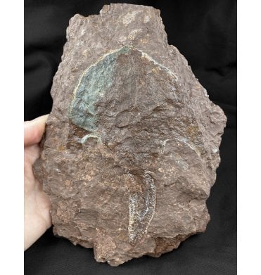 Ex RDAS Collection Rare Early Devonian Armoured Jawless Fish with Preserved Body from Ukraine (SKU V4020):- Zenaspis podolica