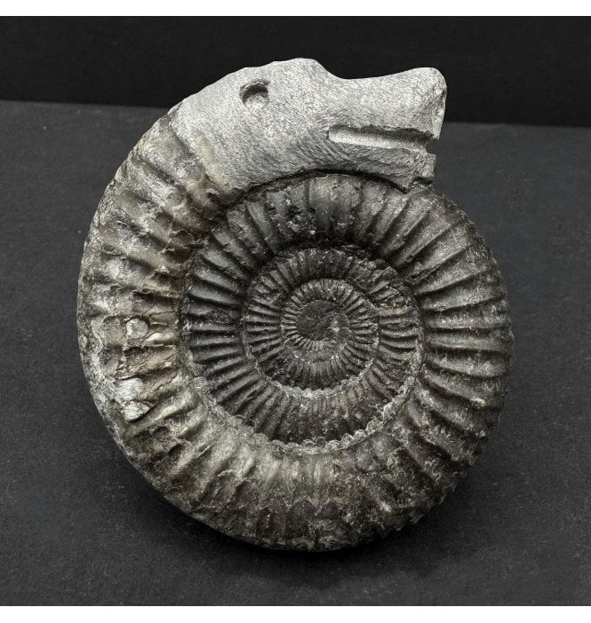 Famous Whitby St Hilda Snakestone (SKU A4776):- Dactylioceras commune