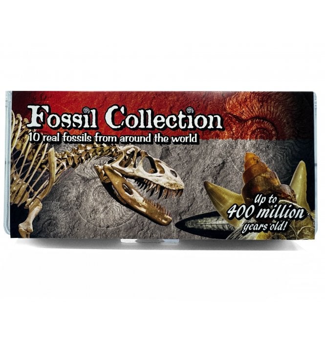 Fantastic Fossil Collection Starter Kits, Containing 10 Fossils from Around the World (SKU G17)