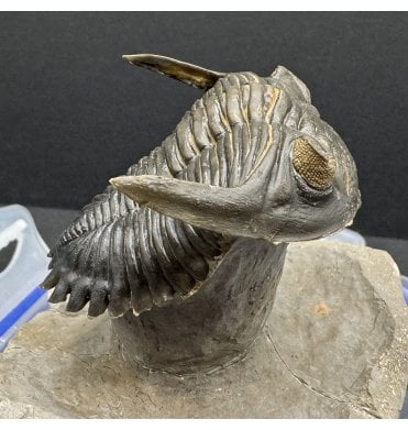 “Flying Prep” Lower Devonian Trilobite from Djebel Oufaten Morocco (SKU T1359):- Hollardops mesocristata