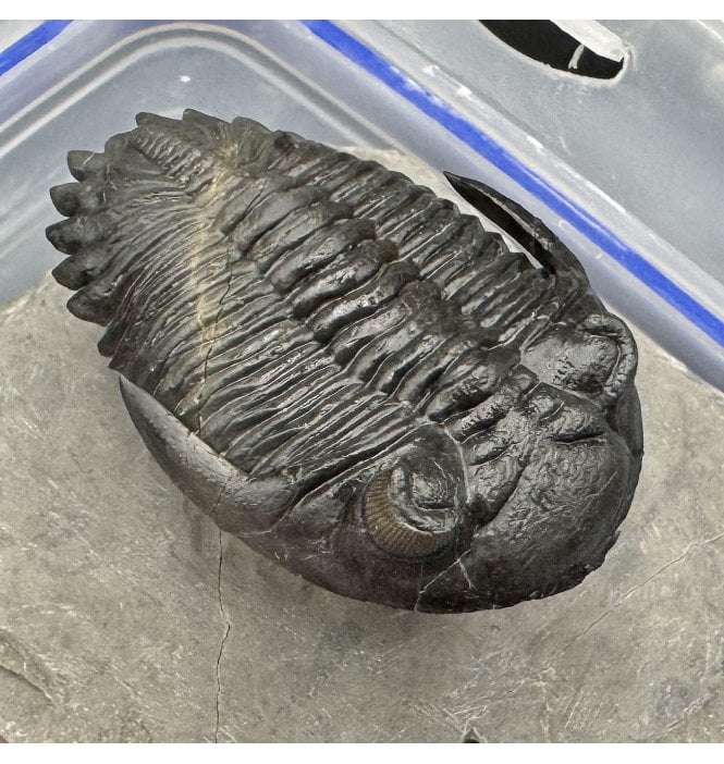 “Flying Prep” Lower Devonian Trilobite from Djebel Oufaten Morocco (SKU T1360):- Hollardops mesocristata