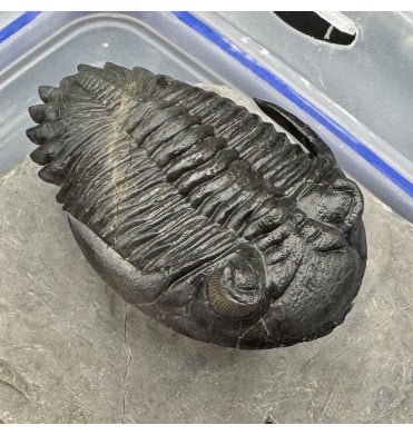 “Flying Prep” Lower Devonian Trilobite from Djebel Oufaten Morocco (SKU T1360):- Hollardops mesocristata