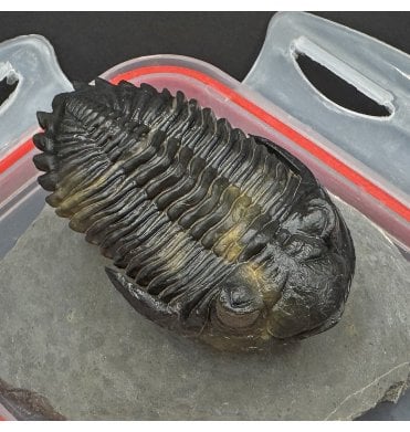 “Flying Prep” Lower Devonian Trilobite from Djebel Oufaten Morocco (SKU T1417):- Hollardops mesocristata
