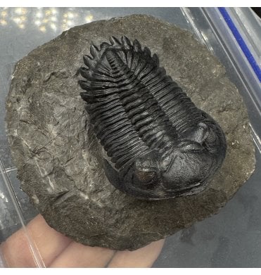 ‘Flying Prep’ Lower Devonian Trilobite from Djebel Oufaten Morocco (SKU T1591):- Hollardops mesocristata