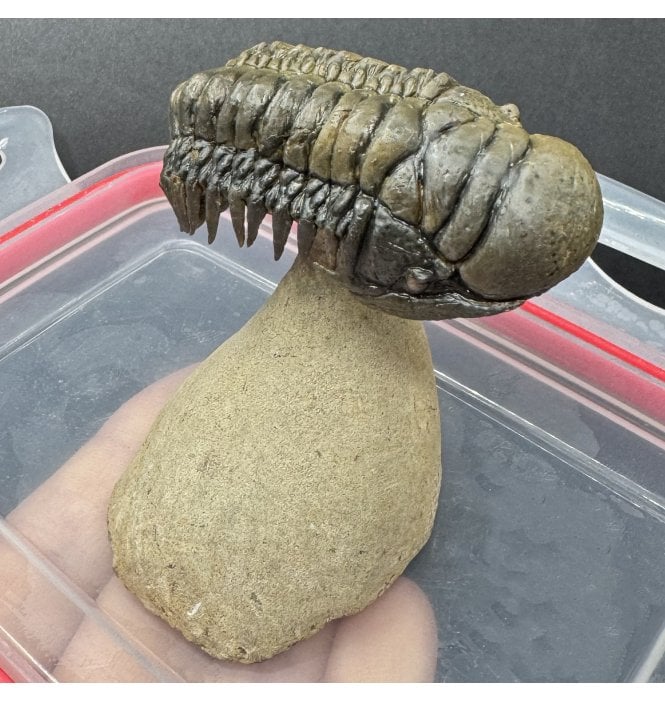‘Flying Prep’ Middle Devonian Trilobite from Atchana, Morocco (SKU T1594):- Cheirurus (Crotalocephalina) gibbus
