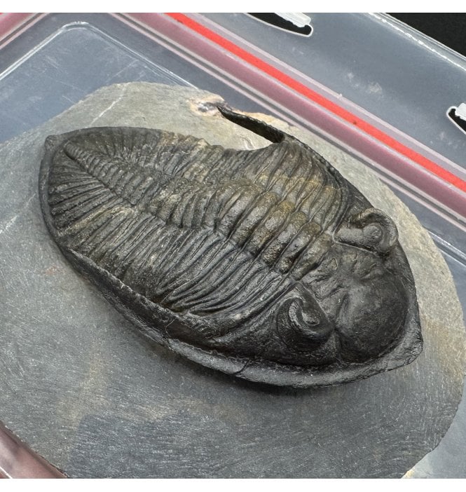 “Flying Prep” Middle Devonian Trilobite from Morocco (SKU T1355):- Zilchovaspis (Odontochile) rugosa