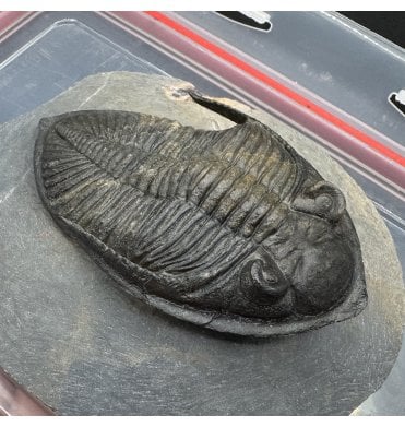 “Flying Prep” Middle Devonian Trilobite from Morocco (SKU T1355):- Zilchovaspis (Odontochile) rugosa