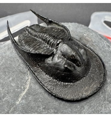 Flying Prep’ Starship Enterprise Looking Middle Devonian Trilobite from Morocco (SKU T1596):- Harpes (Aristoharpes) perradiatus