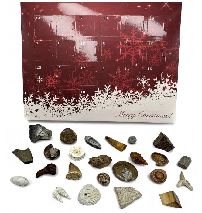 Fossil Advent Calendar Containing 24 Fossil Specimens from Around the World (SKU G85)