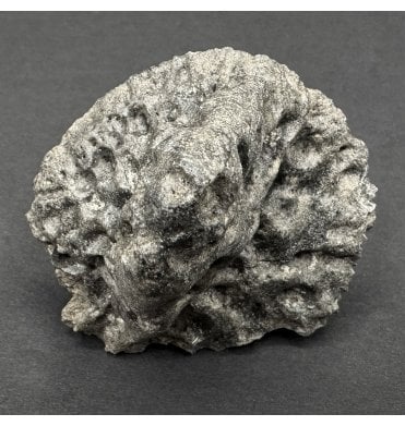 Fossil Alligator Dermal Scute from the Pleistocene of Florida, USA (SKU V8133):- Alligator mississippiensis