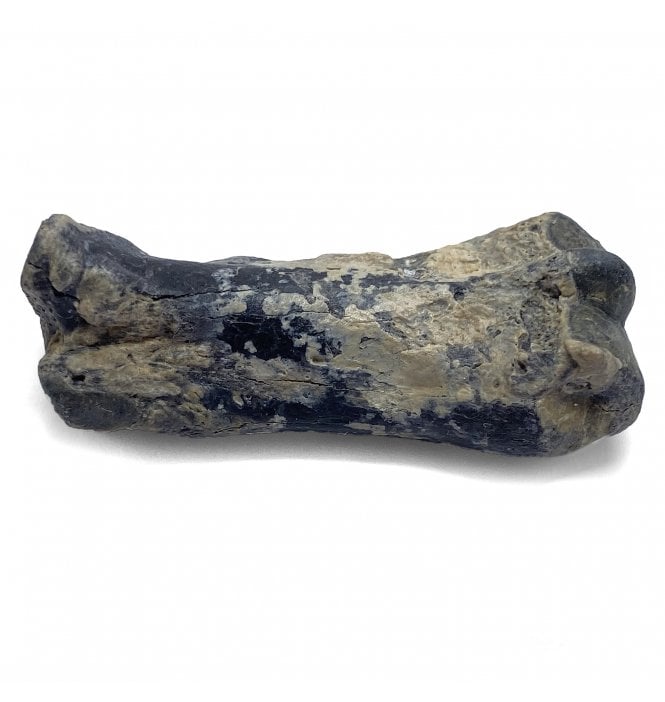 Fossil Armadillo Toe Bone from the Pleistocene of Florida, USA (SKU V4778):- Holmesina floridanus