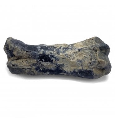 Fossil Armadillo Toe Bone from the Pleistocene of Florida, USA (SKU V4778):- Holmesina floridanus
