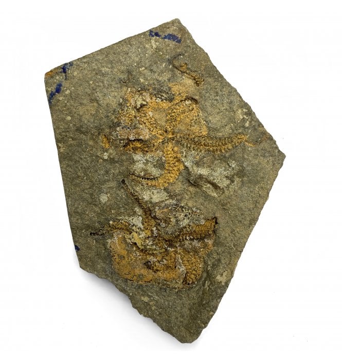 Fossil Brittlestar Cluster from Morocco, North Africa (SKU OF2400):- Ophuroidea sp.