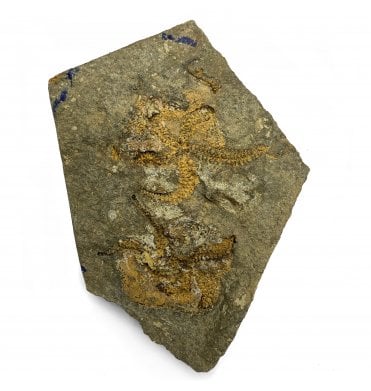 Fossil Brittlestar Cluster from Morocco, North Africa (SKU OF2400):- Ophuroidea sp.