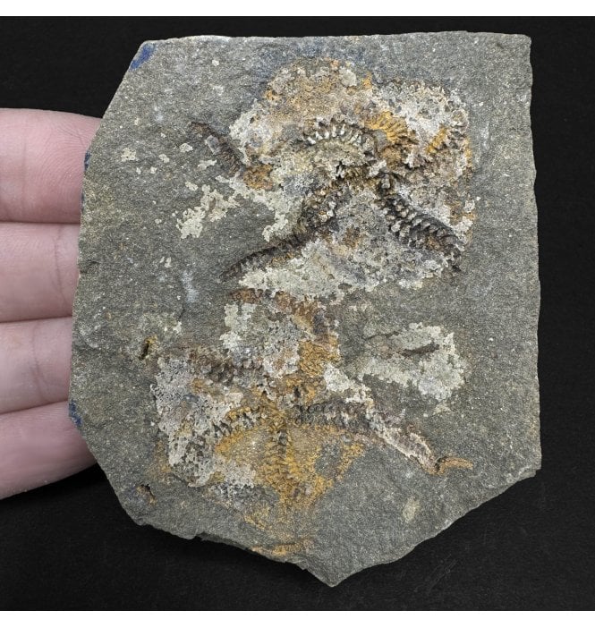 Fossil Brittlestar Cluster from Morocco, North Africa (SKU OF2938):- Ophuroidea sp.