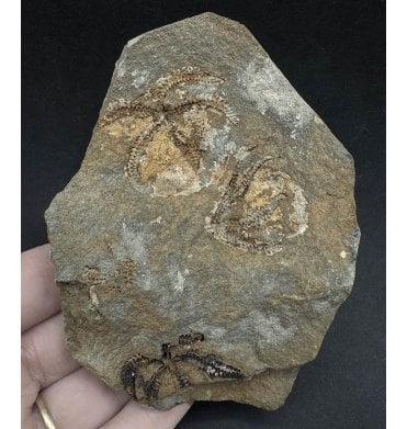 Fossil Brittlestar Cluster from Morocco, North Africa (SKU OF2939):- Ophuroidea sp.