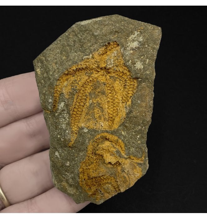 Fossil Brittlestar from Morocco, North Africa (SKU OF2588):- Ophuroidea sp.