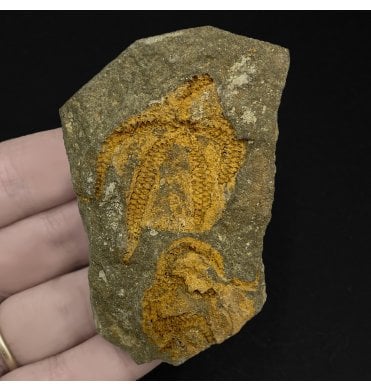 Fossil Brittlestar from Morocco, North Africa (SKU OF2588):- Ophuroidea sp.
