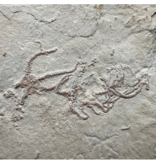Fossil Brittlestar (Starfish) from the Upper Jurassic of Germany:- Sinosura kelheimense (SKU OF4292)