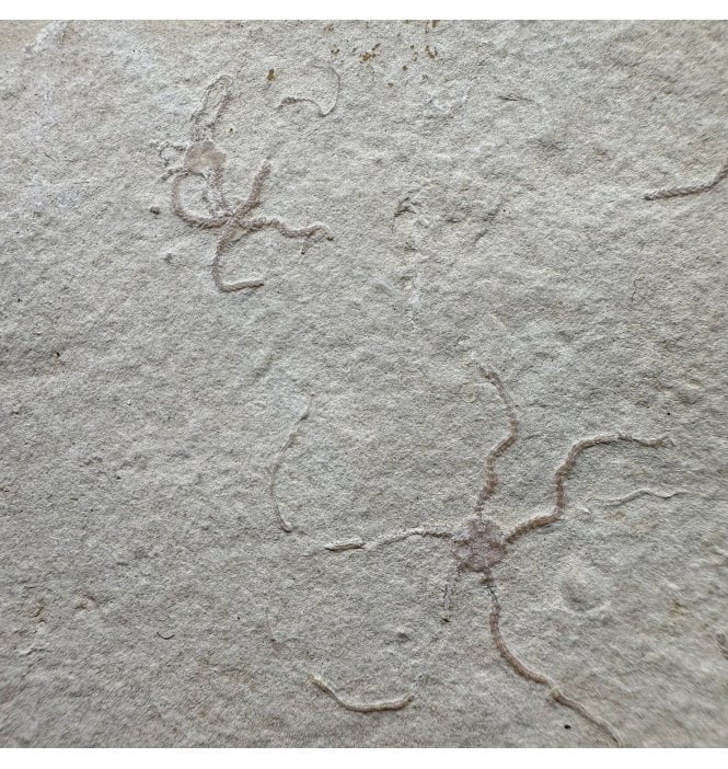 Fossil Brittlestar (Starfish) from the Upper Jurassic of Germany:- Sinosura kelheimense (SKU OF4293)