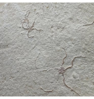 Fossil Brittlestar (Starfish) from the Upper Jurassic of Germany:- Sinosura kelheimense (SKU OF4293)