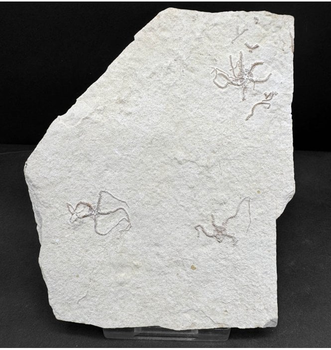 Fossil Brittlestar (Starfish) from the Upper Jurassic of Germany (SKU OF4090):- Sinosura kelheimense