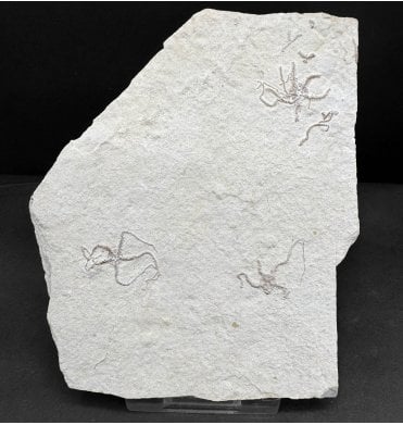 Fossil Brittlestar (Starfish) from the Upper Jurassic of Germany (SKU OF4090):- Sinosura kelheimense