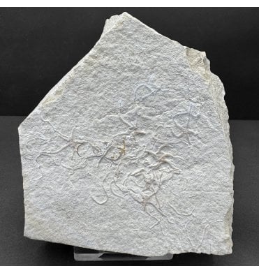 Fossil Brittlestar (Starfish) from the Upper Jurassic of Solnhofen, Germany (SKU OF4172):- Sinosura kelheimense