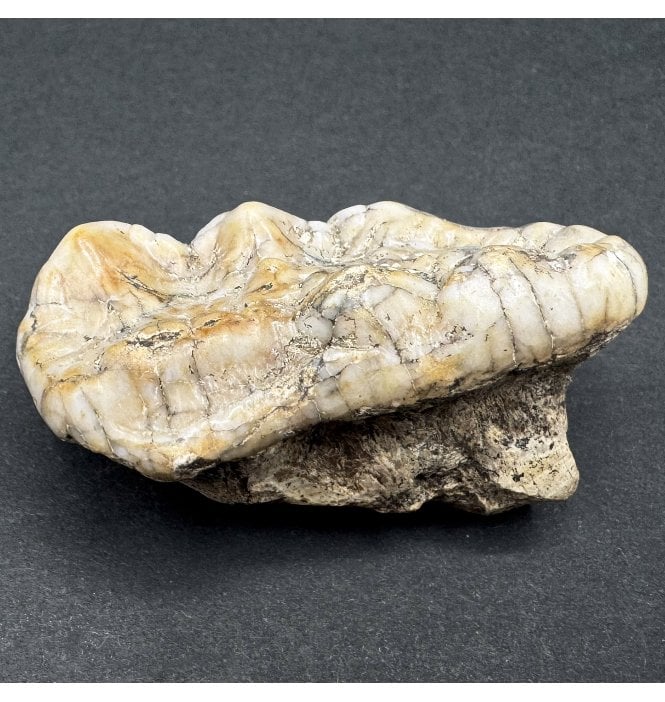 Fossil Cave Bear Molar Tooth from the Pleistocene of Austria (SKU V7064):- Ursus spelaeus