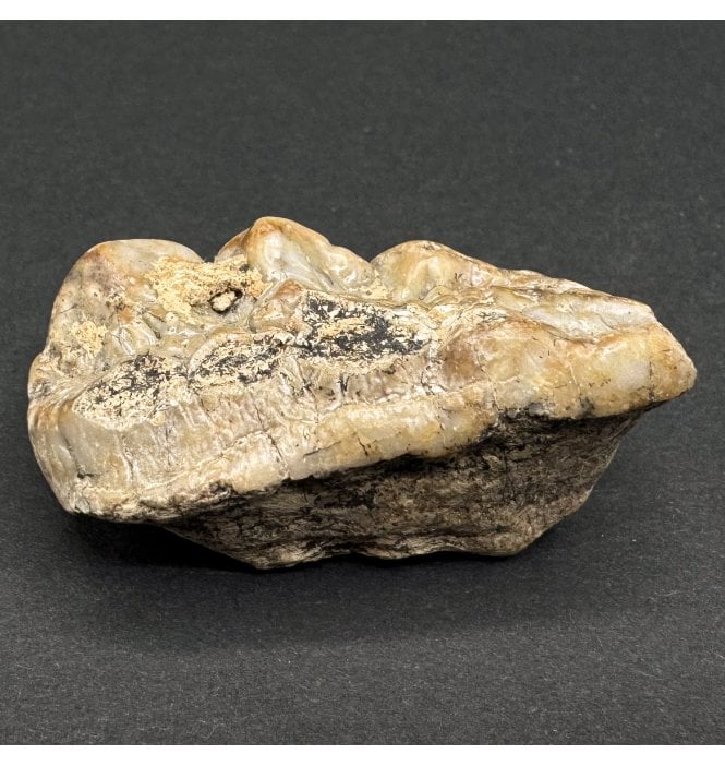 Fossil Cave Bear Molar Tooth from the Pleistocene of Austria (SKU V7065):- Ursus spelaeus