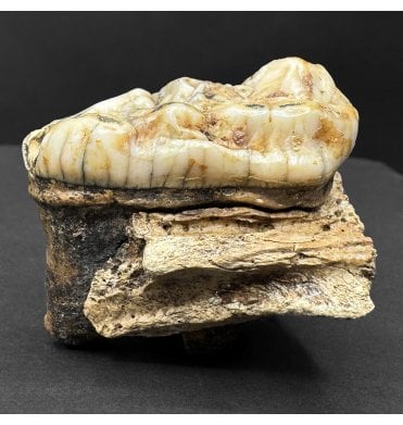 Fossil Cave Bear Molar Tooth Pleistocene Period of Austria (SKU V8268):- Ursus spelaeus