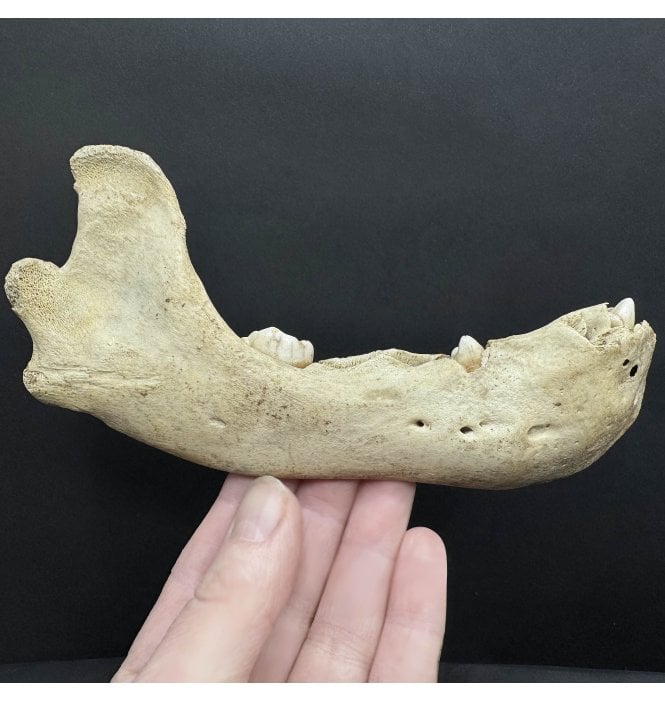 Fossil Cave Bear Partial Jaw from Pleistocene of Romania (SKU V8390):- Ursus spelaeus
