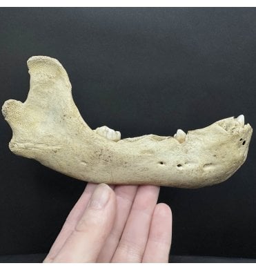 Fossil Cave Bear Partial Jaw from Pleistocene of Romania (SKU V8390):- Ursus spelaeus