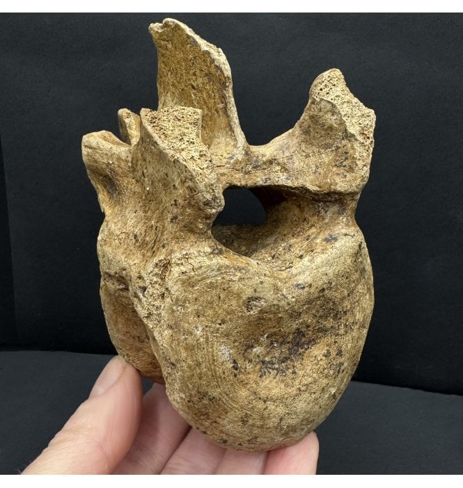 Fossil Cave Bear Vertebra from Pleistocene Period of Austria (SKU V8263):- Ursus spelaeus
