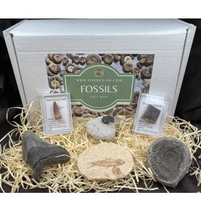 Fossil Collection Gift Box (SKU G55)